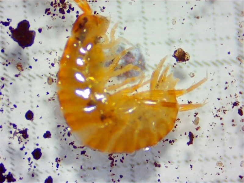 Amphipods from Sydney NSW, Australia on March 21, 2024 by hunterfish ...