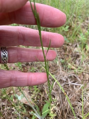 Nuttallanthus texanus