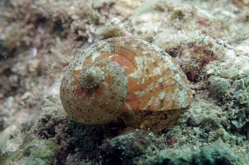 Pseudostomatella papyracea observed 2024-05-23