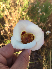 Calochortus vestae