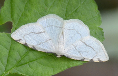Stegania trimaculata