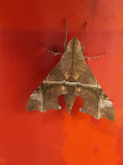Aleuron iphis