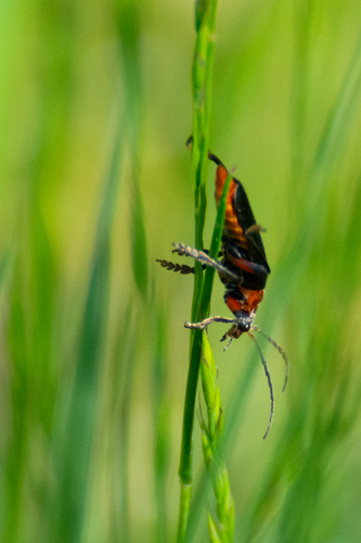 Rustic Sailor Beetle, Laren, Nederland, photo 10 of 10