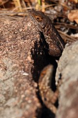 Oplurus quadrimaculatus
