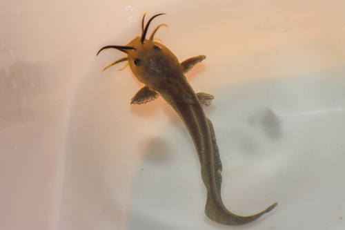 Cobbler (Paraplotosus albilabris) — Plotosidae