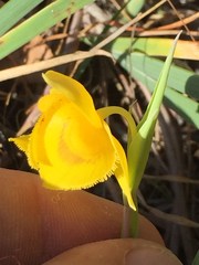 Calochortus amabilis