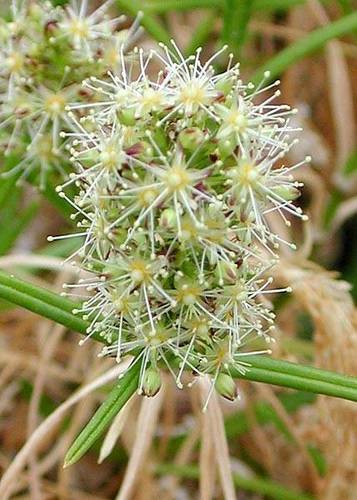 Haleakala schiedea (Schiedea haleakalensis)
