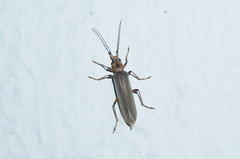 Copidita quadrimaculata