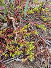 Lastarriaea coriacea