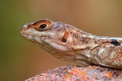 Oplurus quadrimaculatus