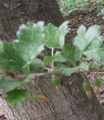 Ribes uva-crispa sativum