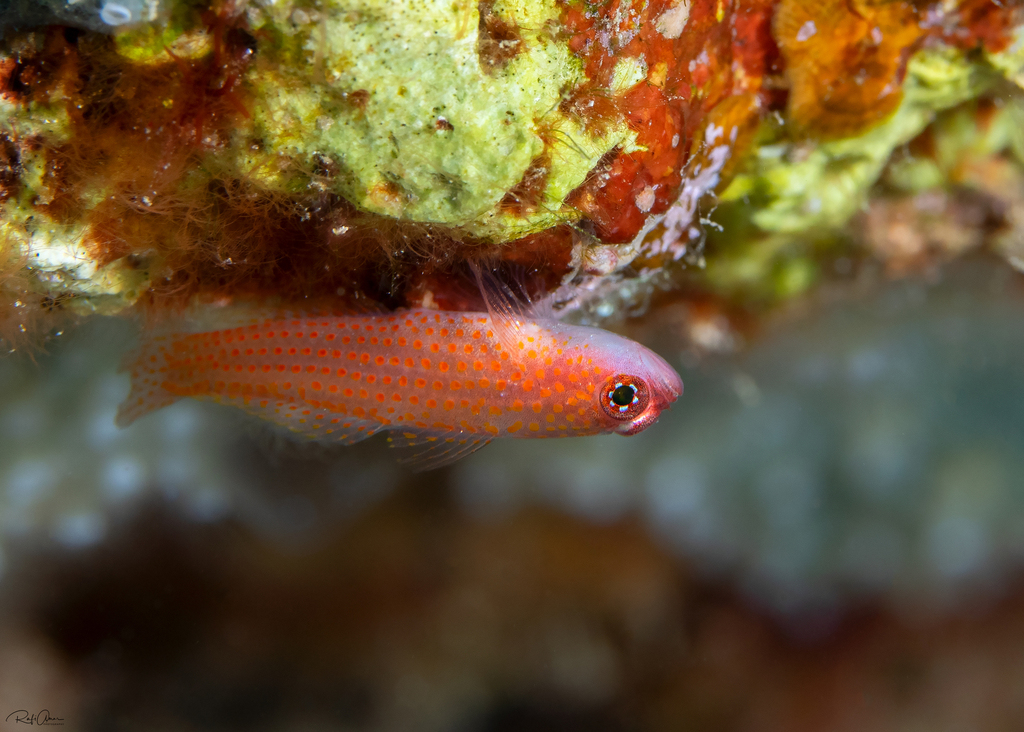 Avidor's Pygmygoby