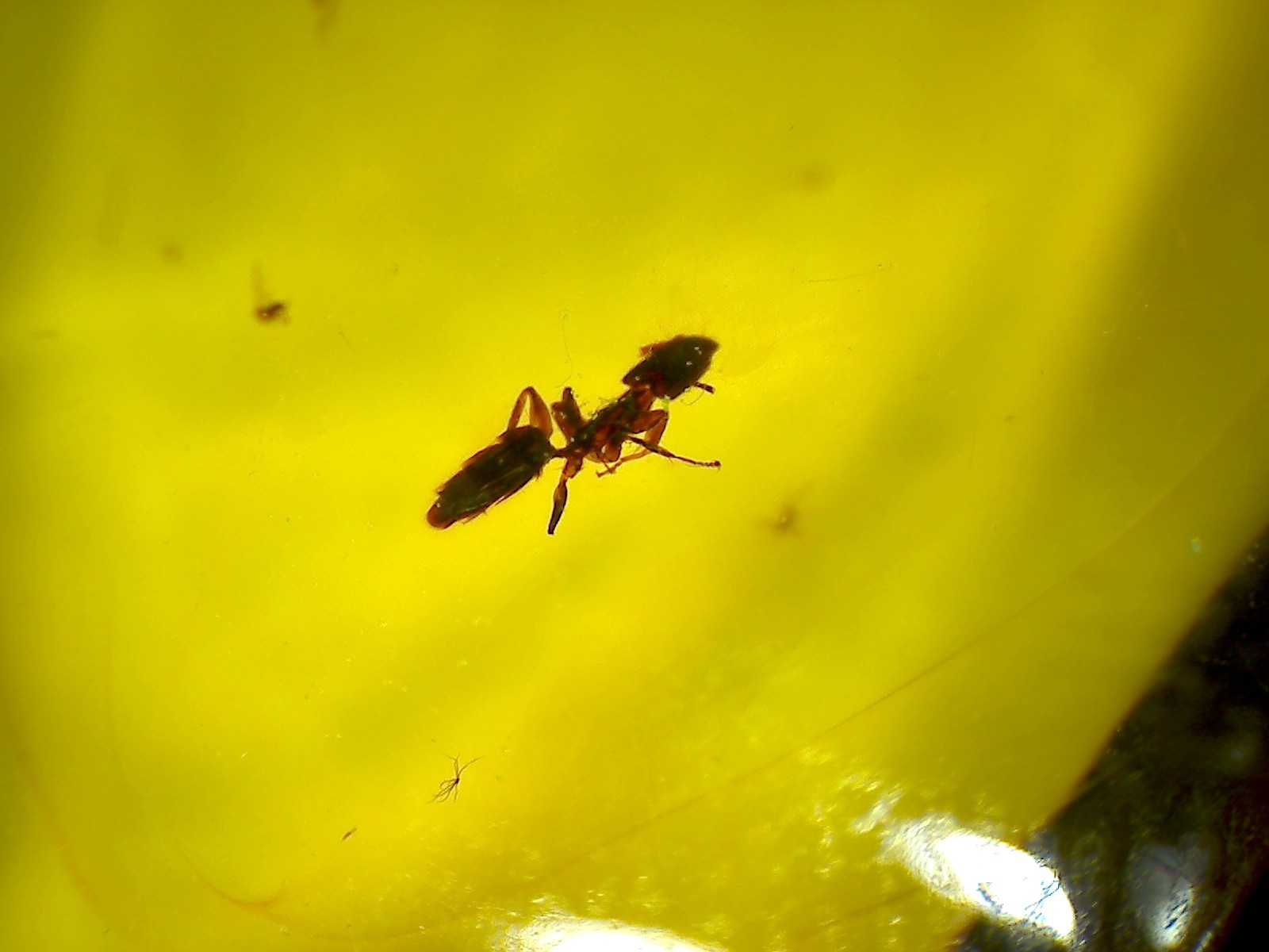 Ctenobethylus goepperti