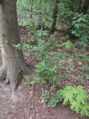 Ribes uva-crispa sativum