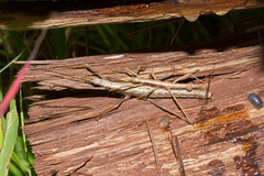 Anisomorpha ferruginea