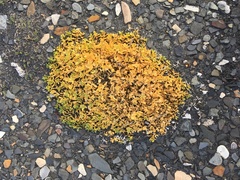 Honckenya peploides diffusa