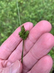 Carex complanata