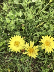 Pyrrhopappus grandiflorus