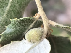 Plagiotrochus australis