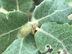 Plagiotrochus australis