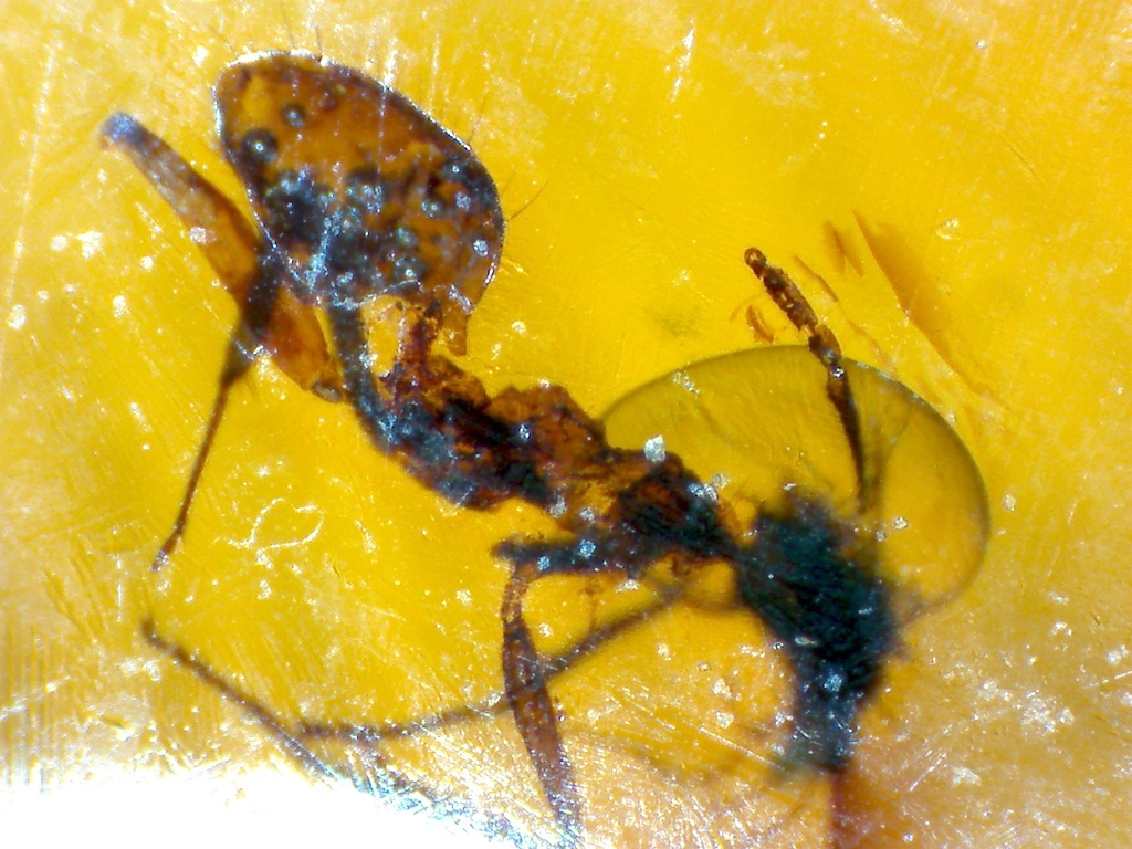 Prenolepis henschei