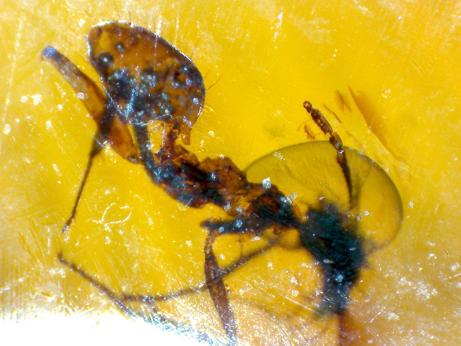 Prenolepis henschei