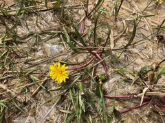 Taraxacum palustre