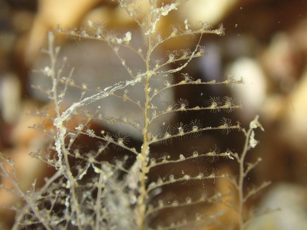 Plumularia setacea