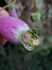 Kohleria affinis