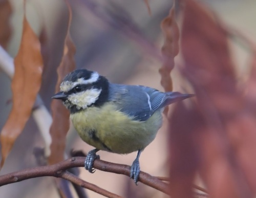 African Blue Tit