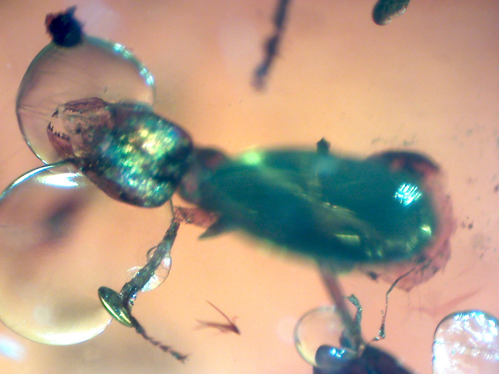 Lasius schiefferdeckeri