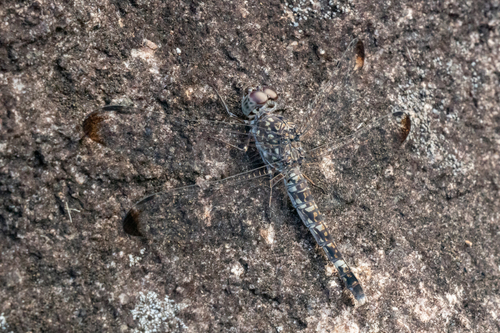 Horned Rockdweller