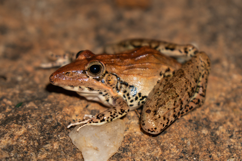 Sharp-nosed ridged frog