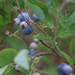 Southern Highbush Blueberry - Photo (c) Alice Herden, some rights reserved (CC BY-NC), uploaded by Alice Herden