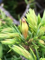 Oligotrophus juniperinus