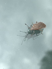Hypselonotini