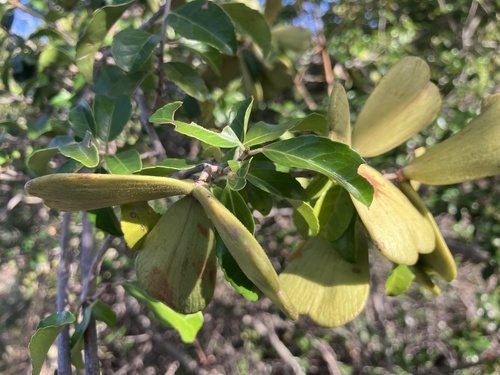 Loeseneriella crenata (Loeseneriella crenata)