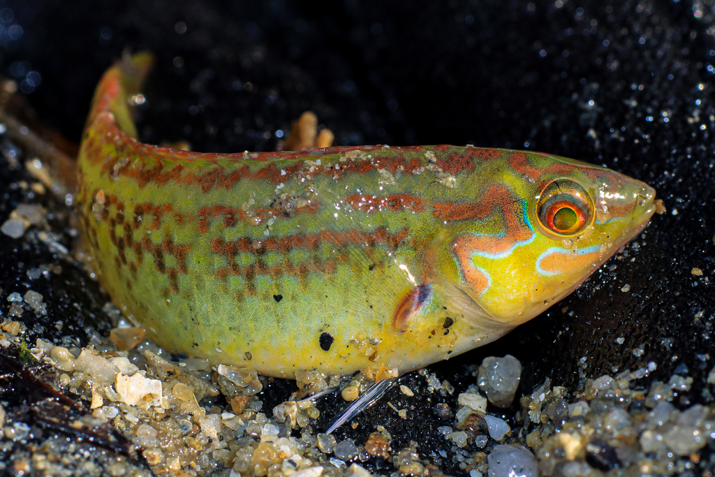 Halichoeres nigrescens