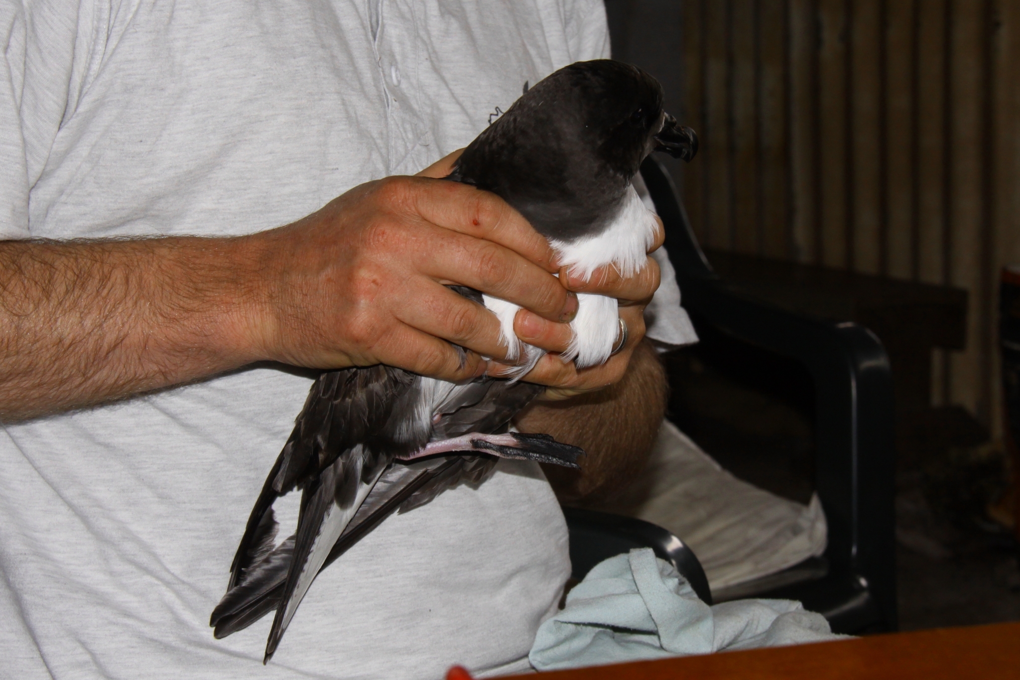 Magenta Petrel (Pterodroma magentae), photo 4