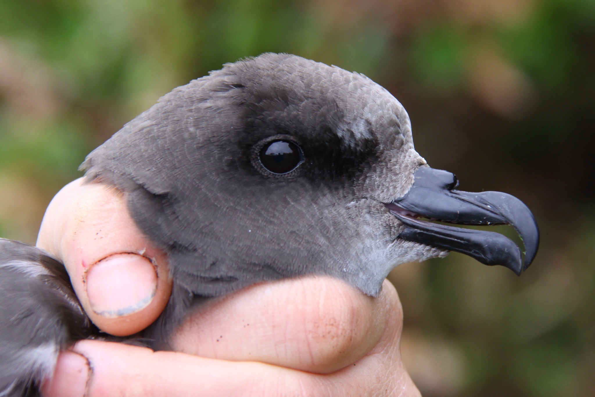 Magenta Petrel (Pterodroma magentae), photo 5