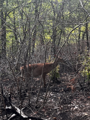 White-tailed Deer photographed in Virginia