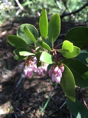 Arctostaphylos patula
