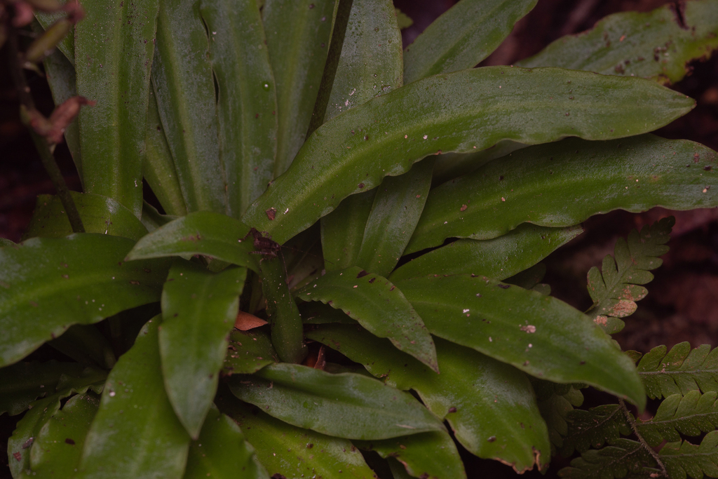 Tropical Stenoglottis