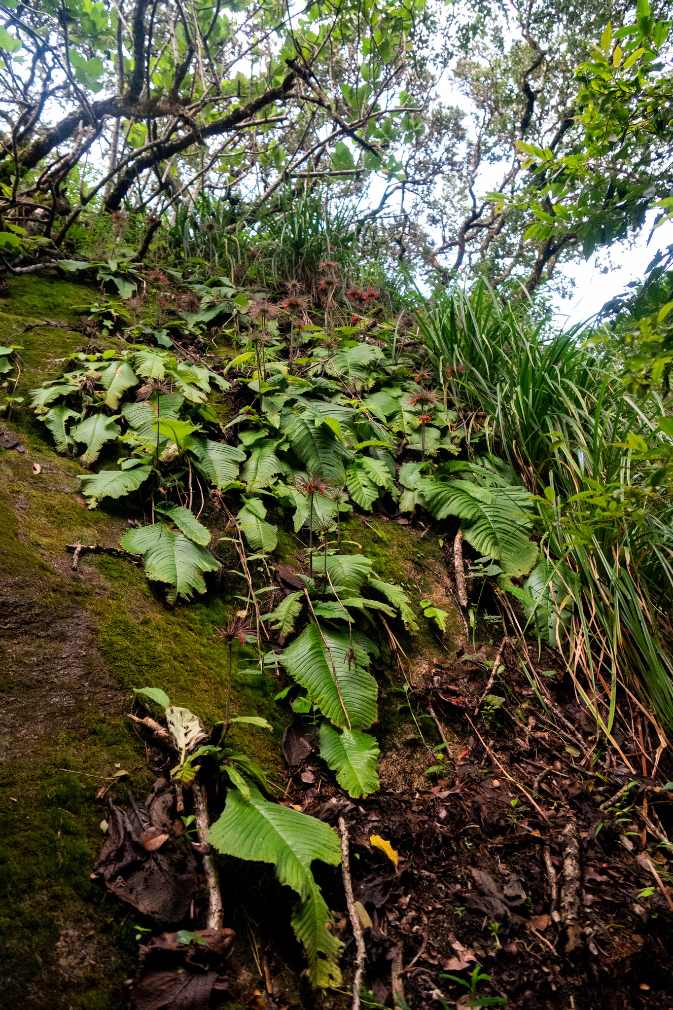 Streptocarpus myoporoides