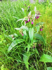 Symphytum officinale