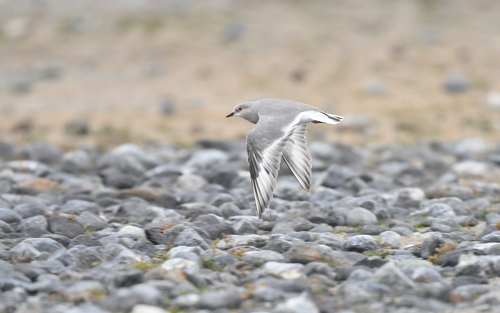 Magellanic Plover (Pluvianellus socialis), photo 9