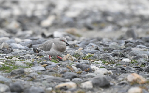 Magellanic Plover (Pluvianellus socialis), photo 8