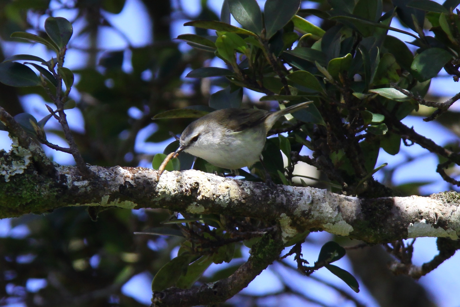 Chatham Islands Gerygone (Gerygone albofrontata), photo 10