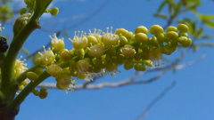 Allophylus laevigatus