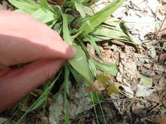 Carex laxiflora